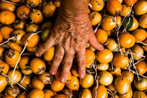  Mecanismo Amazônia Viva conclui segundo ciclo de crédito com 100% de adimplência e fortalece sociobioeconomia na região