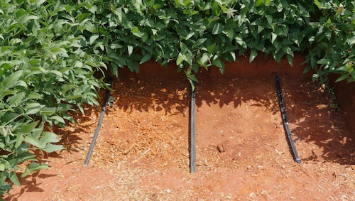 Gotejamento da Netafim transforma produção de soja na Coopercitrus