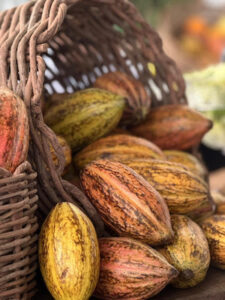 “Cacau vai crescer no Brasil e esse cacau será irrigado”, afirma especialista