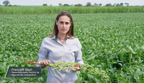 Gotejamento da Netafim transforma produção de soja na Coopercitrus
