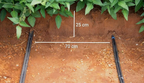 Gotejamento da Netafim transforma produção de soja na Coopercitrus