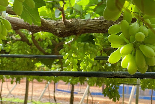Irrigação por gotejamento impulsiona a produção de uvas finas no Espírito Santo do Pinhal