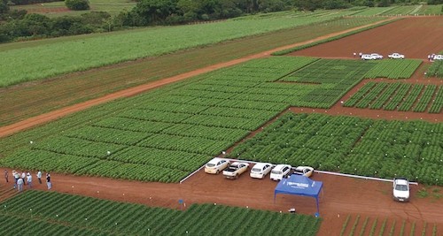 Oxiquímica apresenta soluções inovadoras em proteção de plantas no Congresso Brasileiro de Soja 2025