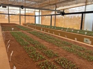 Startup lança tecnologia inédita com inteligência artificial e automação para avaliação de germinação de sementes e crescimento de plantas