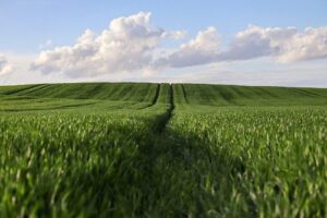 Fundos de Financiamento destinam R$ 24 bilhões para Plano Safra Empresarial