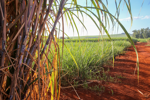  Com apoio do Governo de SP, Presidente Prudente inicia obra de R$12 milhões para distribuição de gás biometano