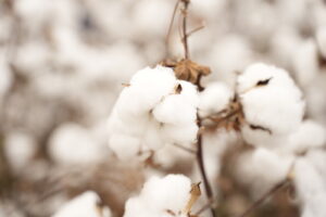 Rally da Safra inicia etapa algodão e avalia condições e desafios da safra 2024/25