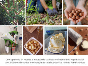 Com SP Produz, produtores rurais elevam produção de macadâmia e fortalecem cadeia da noz no interior