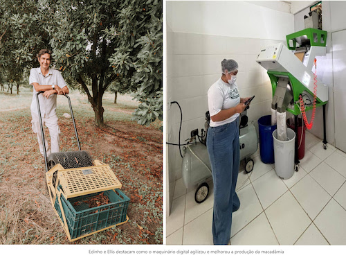 Com SP Produz, produtores rurais elevam produção de macadâmia e fortalecem cadeia da noz no interior