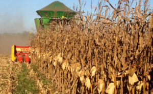 Tocantins registra safra recorde de milho com 2,2 milhões de toneladas