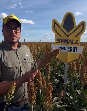 Híbrido brasileiro rende 150% mais em teste com 30 cultivares de sorgo