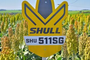 Híbrido brasileiro rende 150% mais em teste com 30 cultivares de sorgo
