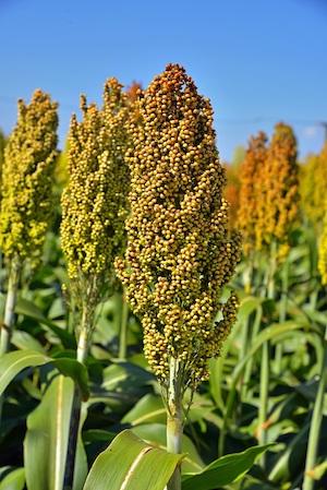 Híbrido brasileiro rende 150% mais em teste com 30 cultivares de sorgo
