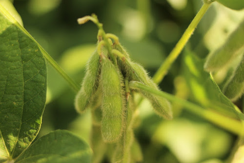 Do solo para a planta: por que o boro é decisivo para o sucesso da lavoura