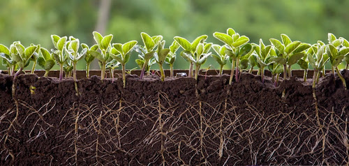 Allterra está entre as únicas cinco empresas a conquistar a nova certificação REGENERA da QIMA