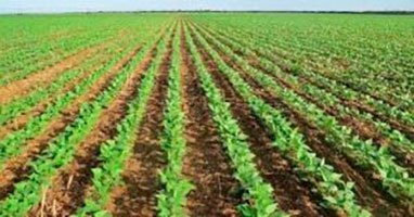 Balanço: agricultura sazonal impulsiona produção e abre espaço para tecnologias biológicas