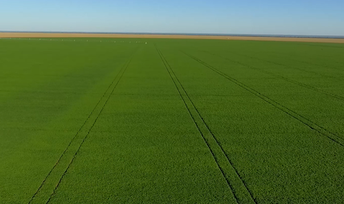 Manejo integrado do cultivo de feijão com biológicos produz 2 sacas a mais por hectare, aliando sustentabilidade