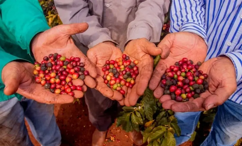  Café de Mandaguari (PR) é reconhecido com Indicação Geográfica