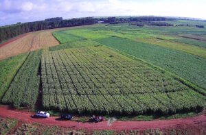 Consórcio de bactérias no cultivo do milho aumenta a produtividade e reduz custo com fertilizantes nitrogenados