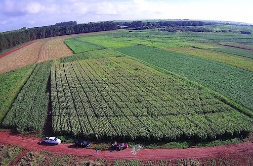 Consórcio de bactérias no cultivo do milho aumenta a produtividade e reduz custo com fertilizantes nitrogenados