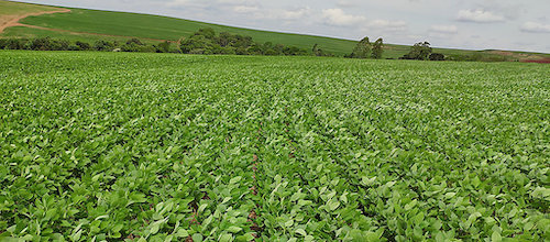  Inovações em biotecnologia e soluções biológicas para performance de plantas são apresentadas pela Corteva Agriscience no X Congresso Brasileiro de Soja
