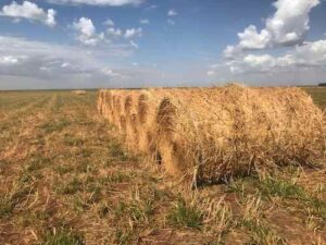 Feno fortalece a pecuária na seca e garante desempenho do rebanho