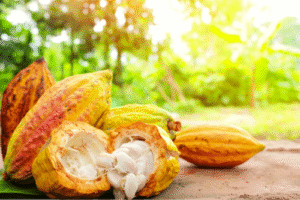 StoneX promove webinar gratuito sobre mercado de cacau, gerenciamento de riscos e sustentabilidade