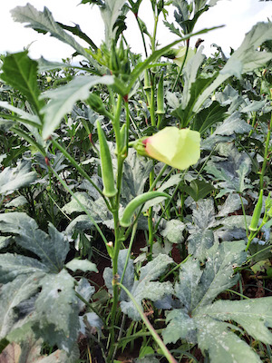Pequenos produtores também investem em tecnologia para ganhar eficiência no campo