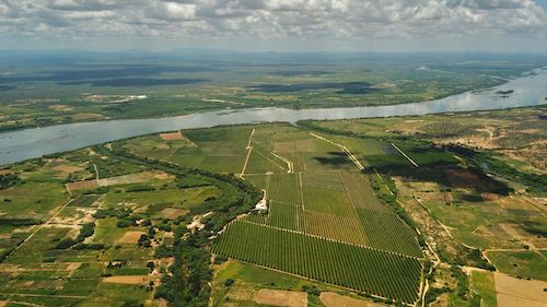 Adoção de tecnologia impulsiona o Brasil como destaque mundial na produção de frutas
