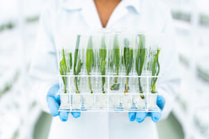 Agropalma quer triplicar a produção anual de mudas clonais em menos de 10 anos