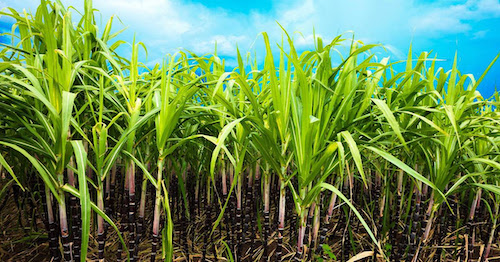  Evento em Alagoas vai destacar impactos do insumo agromineral na cana-de-açúcar; veja detalhes sobre a cultura 