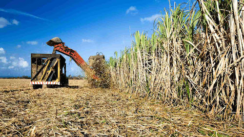  Evento em Alagoas vai destacar impactos do insumo agromineral na cana-de-açúcar; veja detalhes sobre a cultura 