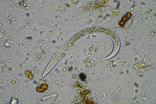 Nematoides causam prejuízos bilionários e manejo biológico se destaca como solução regenerativa