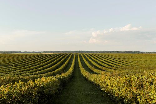 Biológicos ganham força no agro e aceleram startups da agricultura regenerativa no Brasil