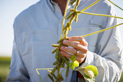 BASF, Corteva Agriscience e M.S. Technologies, L.L.C. assinam acordo para lançar no Brasil, até o final desta década, combinação de biotecnologias de soja inédita no setor