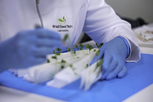 Buntech Agro amplia atuação na América do Sul com aquisição de quatro empresas de tecnologia de sementes