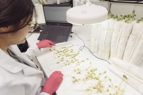 Escolha certa do insumo é a base para maior produtividade e qualidade na lavoura