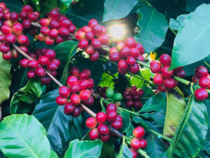 Capal: colheita do café chega a 85% com boa produtividade média, apesar dos desafios climáticos