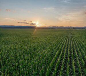 Preços internacionais pressionam produtores brasileiros de milho