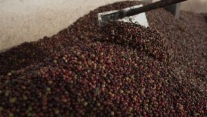 Nova categoria valoriza cafés naturalmente doces no 13º Prêmio Região do Cerrado Mineiro