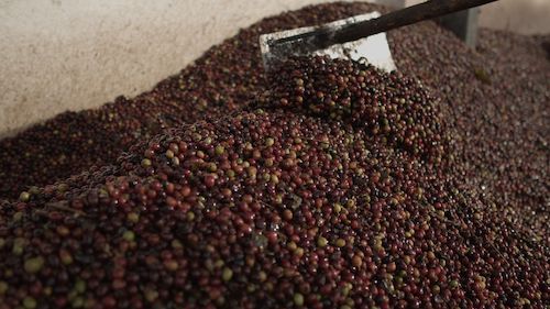  Nova categoria valoriza cafés naturalmente doces no 13º Prêmio Região do Cerrado Mineiro