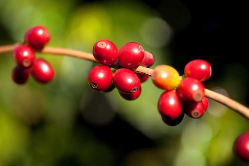 Nova categoria valoriza cafés naturalmente doces no 13º Prêmio Região do Cerrado Mineiro