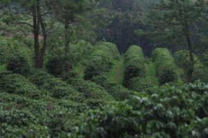 7º Fórum Café e Clima da Cooxupé analisa safras 2025 e 2026 Evento será realizado no dia 14 de agosto, às 14h; Especialistas discutirão desafios e previsões climáticas para a cafeicultura, com transmissão ao vivo A Cooperativa Regional de Cafeicultores em Guaxupé promoverá, no dia 14 de agosto, o 7º Fórum Café e Clima, reunindo especialistas para debater as condições meteorológicas e seus impactos na produção de café. O evento será realizado na sede da Cooxupé, em Guaxupé (MG), das 14h às 17h, com transmissão ao vivo pelo Hub do Café e pelo canal da cooperativa no YouTube. Voltado para produtores, profissionais do setor e estudiosos da cafeicultura e agronomia, o Fórum deste ano tem como foco a análise da safra 2025 e projeções para 2026. A abertura contará com a presença da diretoria executiva da Cooxupé e mediação do engenheiro agrônomo Mário Ferraz de Araújo, gerente de Desenvolvimento Técnico da cooperativa. Dentre os palestrantes estão Guilherme Vinícius Teixeira, engenheiro agrônomo e coordenador de Geoprocessamento da Cooxupé. Ele abordará os desafios climáticos e a resiliência do café na área de atuação da cooperativa, que compreende mais de 360 municípios, com análise da safra 2025/2026. Já as previsões climáticas para a safra 2026 e o que esperar da nova La Niña serão debatidas por Marco Antônio dos Santos, agrometeorologista e sócio-fundador da Rural Clima. O professor doutor José Donizeti Alves, docente de Fisiologia Vegetal da Universidade Federal de Lavras (UFLA), apresentará o impacto do clima na safra de 2025 e nos desafios para o manejo fisiológico em 2026. “O Fórum Café e Clima traz informações técnicas relevantes sobre a colheita atual e como deve ser a próxima safra, por meio de avaliações de palestrantes especialistas em suas áreas. São informações de grande importância para nossos cooperados e, também, para o mercado, pois o clima tem sido um grande desafio a todos os produtores, afetando tanto a produção quanto a produtividade dos cafezais”, afirma Mário Ferraz de Araújo. Agenda 7º Fórum Café e Clima da Cooxupé 14h00 – Abertura 14h15 – Guilherme Vinícius Teixeira (Cooxupé): desafios climáticos e resiliência do café 15h00 – Marco Antônio dos Santos (Rural Clima): previsões climáticas e nova La Niña 15h40 – Prof. Dr. José Donizeti Alves (UFLA): impactos do clima e manejo fisiológico 16h20 – Debate 17h00 – Encerramento Serviço: Data: 14 de agosto Horário: 14h às 17h Local: Sede da Cooxupé – Guaxupé/MG Transmissão ao vivo: Hub do Café e canal da Cooxupé no YouTube