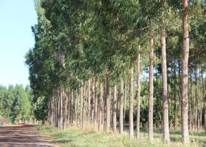 Planilha calcula custo de produção e tratamento da madeira na propriedade rural