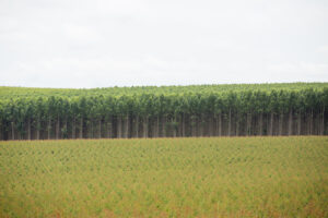 IHARA reforça presença no Show Florestal 2025 com tecnologias que impulsionam a produtividade nas plantações de eucalipto