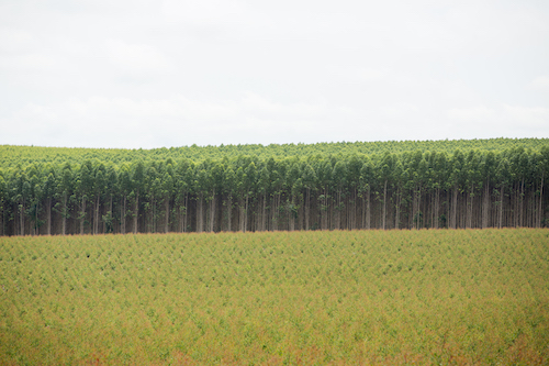 IHARA reforça presença no Show Florestal 2025 com tecnologias que impulsionam a produtividade nas plantações de eucalipto