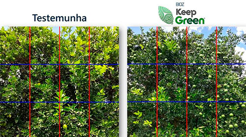 ICL impulsiona a produtividade dos citros com biofertilizante inovador para mitigação de estresse térmico