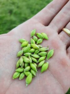 Desafio da Cevada impulsiona o cultivo nos Campos Gerais