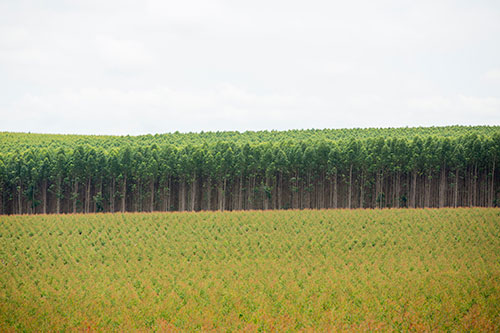 Brasil se consolida na produção de florestas plantadas e reforça a importância do manejo integrado no campo