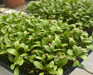 Microverdes: o que são, como cultivar em casa e maneiras de incluir na alimentação